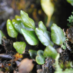 Elaphoglossum squamipes