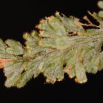 Hymenophyllum tegularis