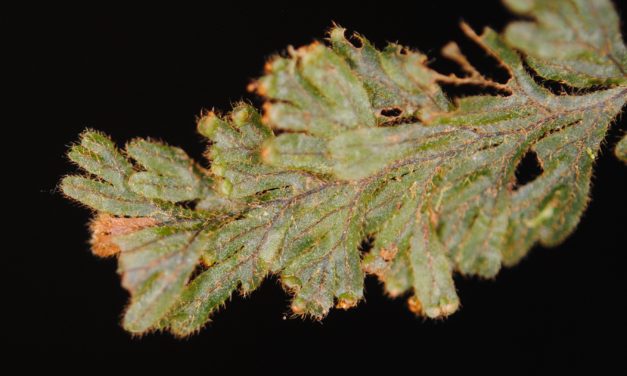 Hymenophyllum tegularis