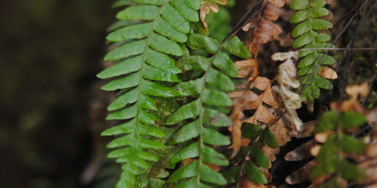 Ceradenia margaritata