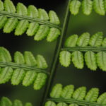 Marattia weinmanniifolia