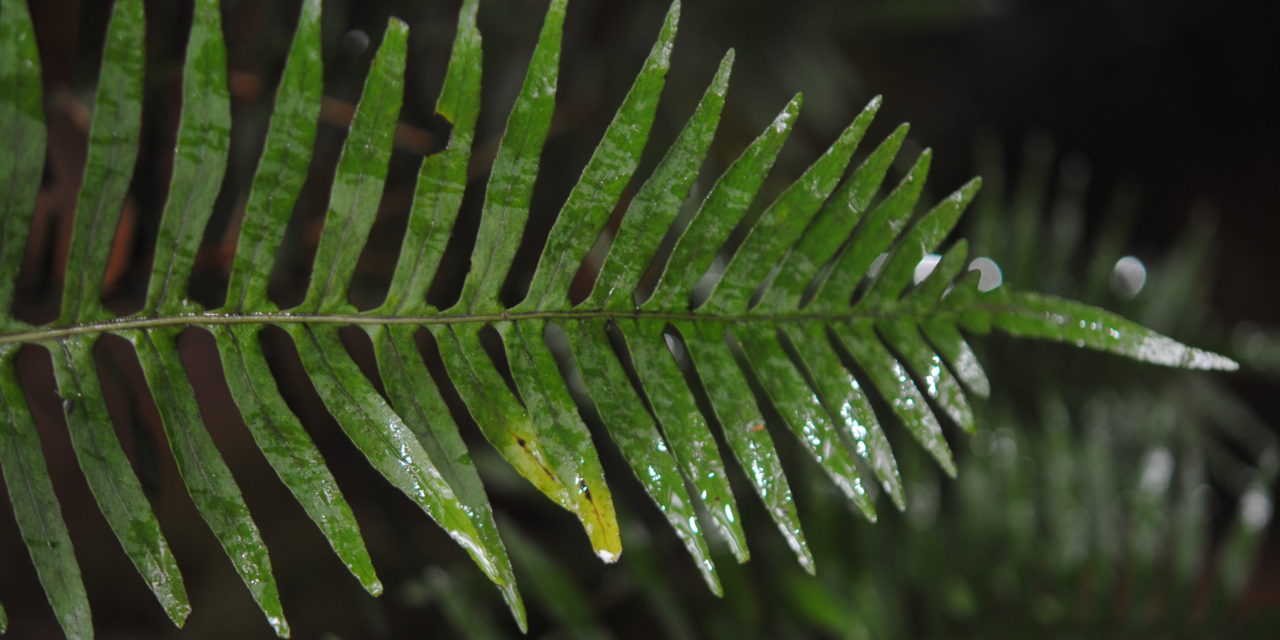 Pleopeltis plebeia