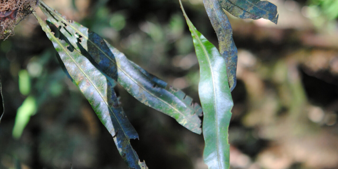 Elaphoglossum sartorii