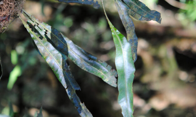 Elaphoglossum sartorii