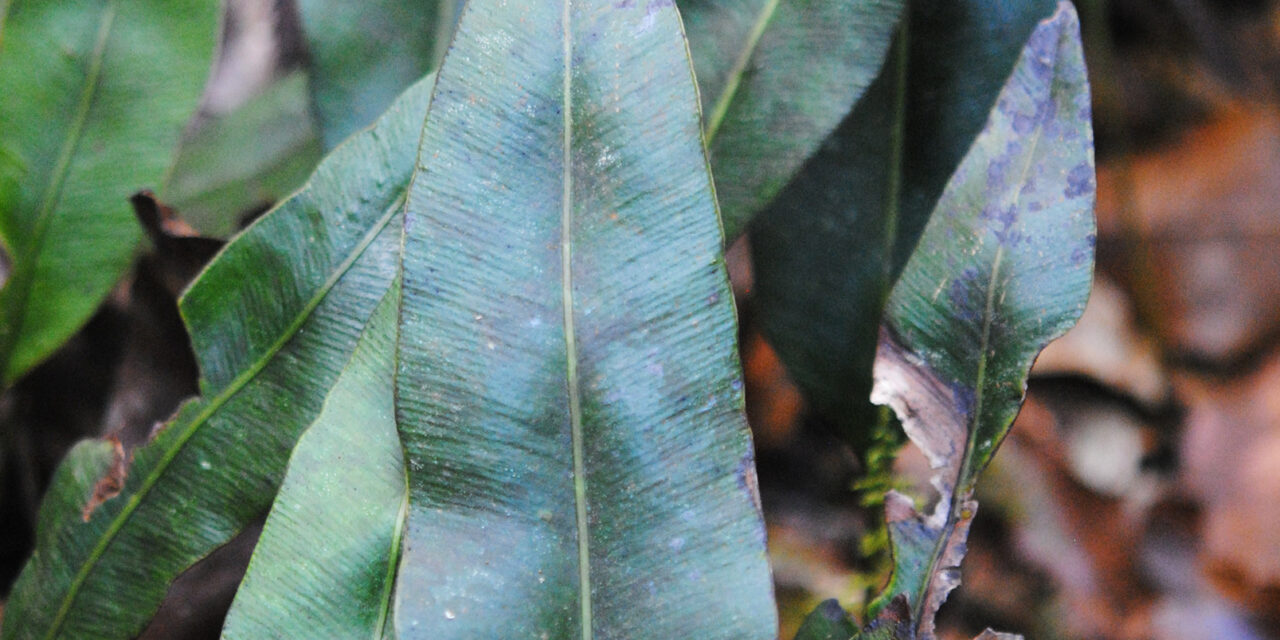Elaphoglossum seminudum