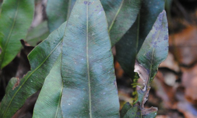 Elaphoglossum seminudum