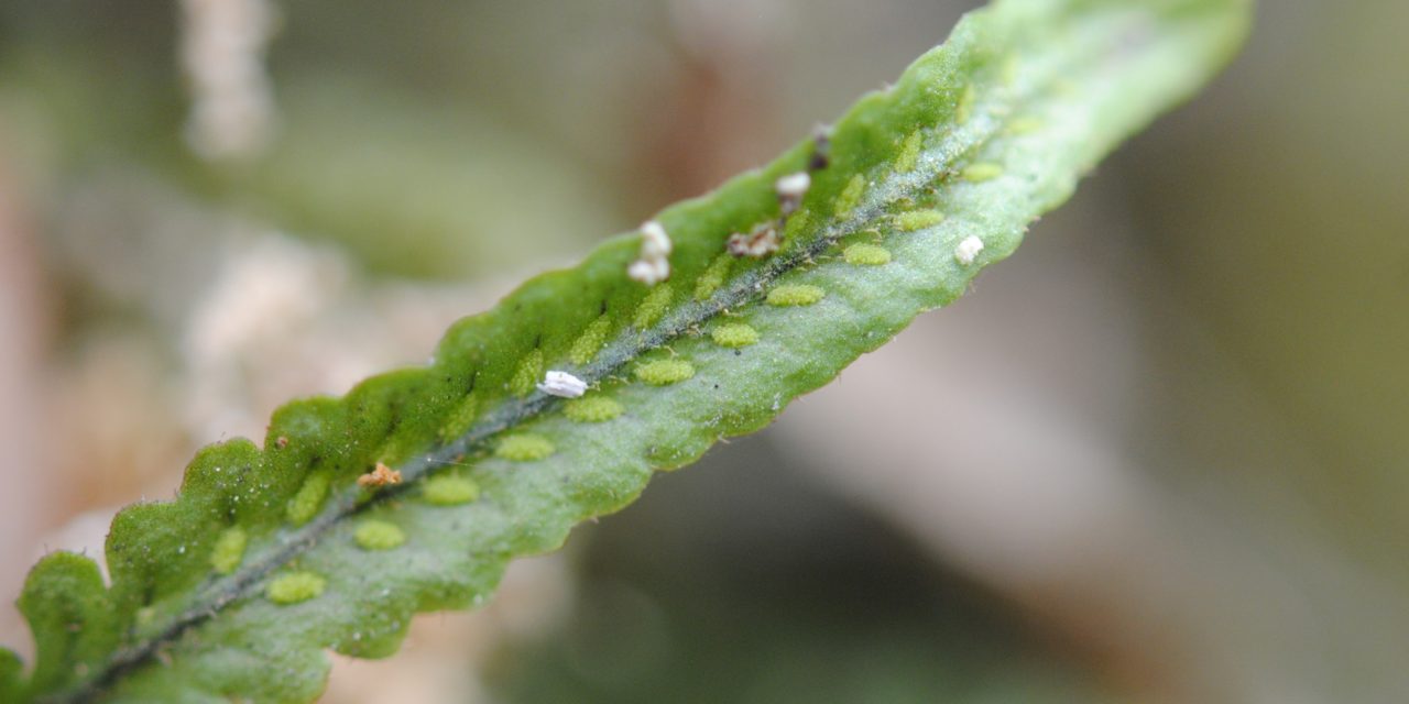 Stenogrammitis hellwigii