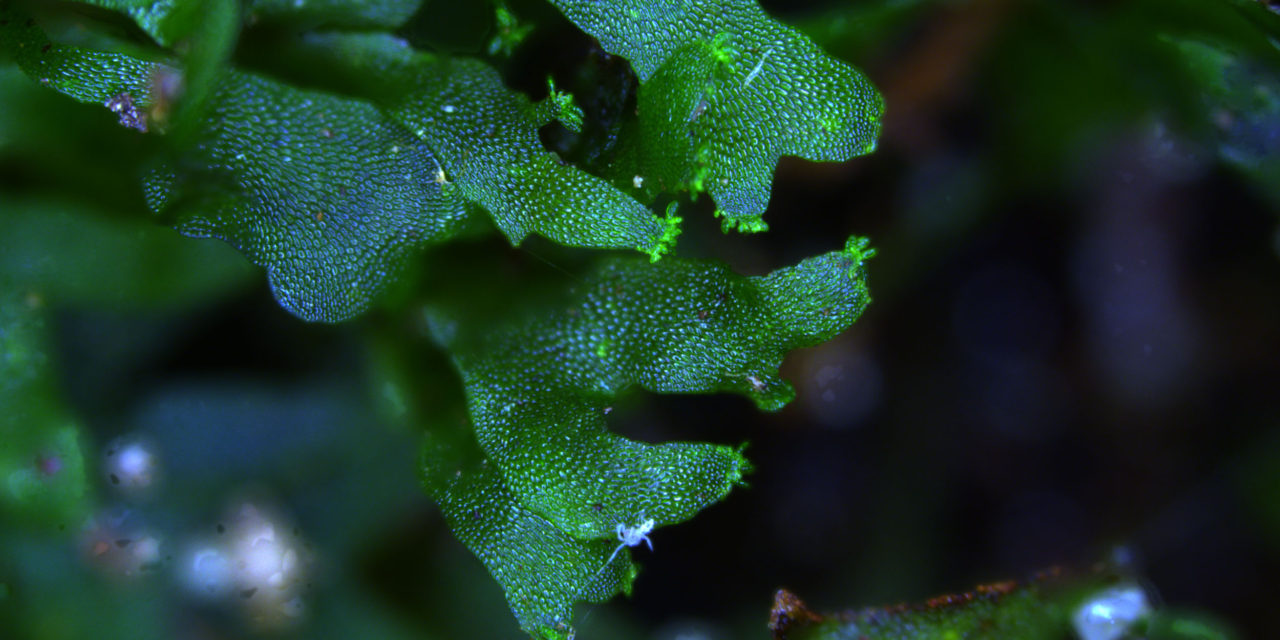 Hymenophyllum rarum