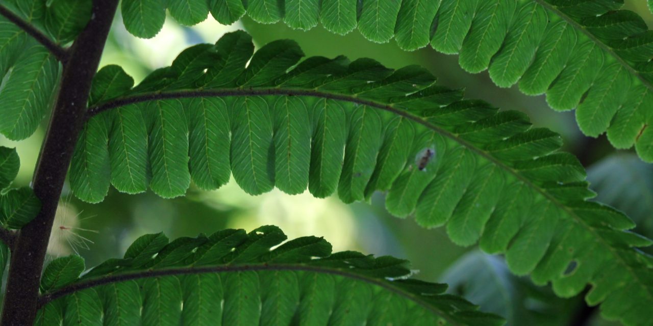 Diplazium lindbergii