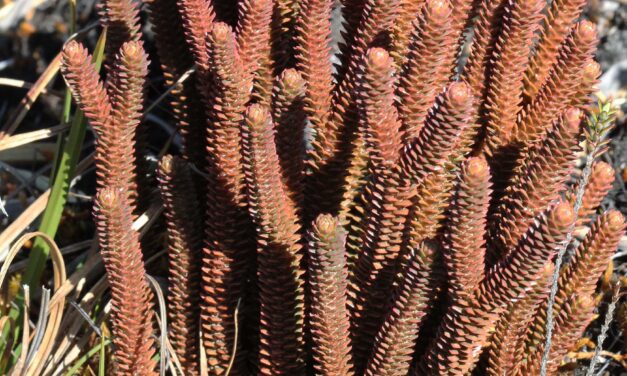 Phlegmariurus brevifolius