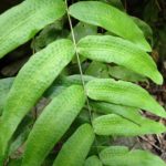 Key to Species of Lowland Amazonian Ferns