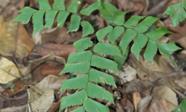 Adiantum trapeziforme