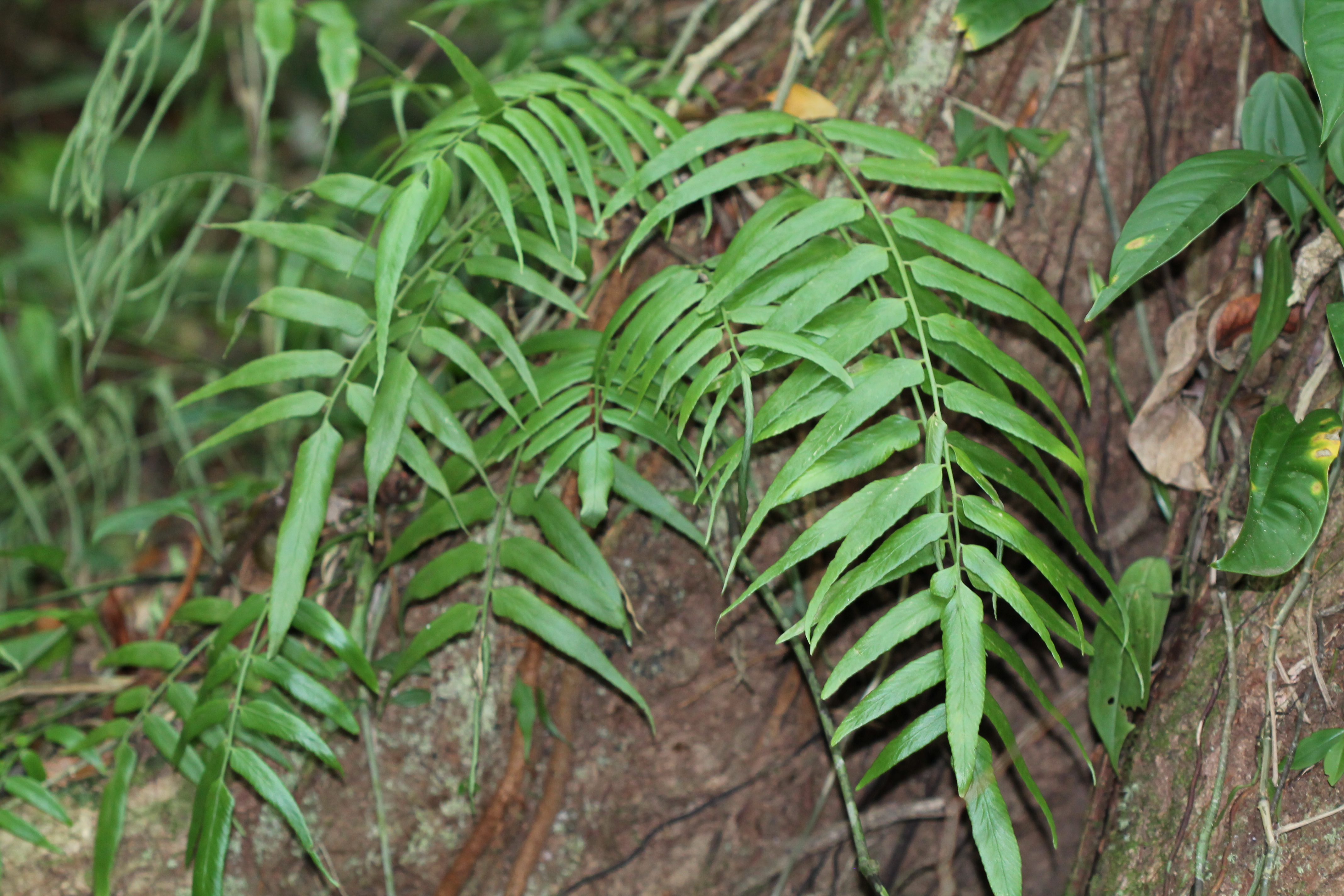 Asplenium juglandifolium