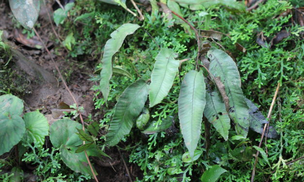 Diplazium plantaginifolium