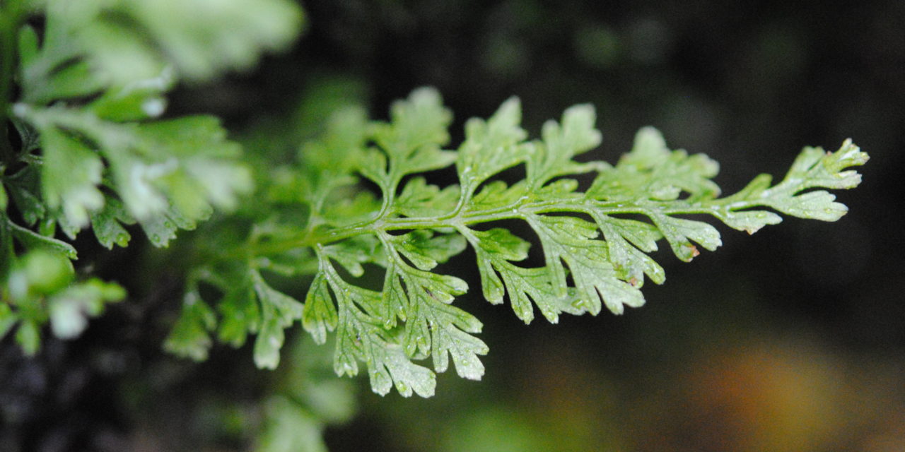 Cystopteris