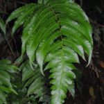 Diplazium urticifolium