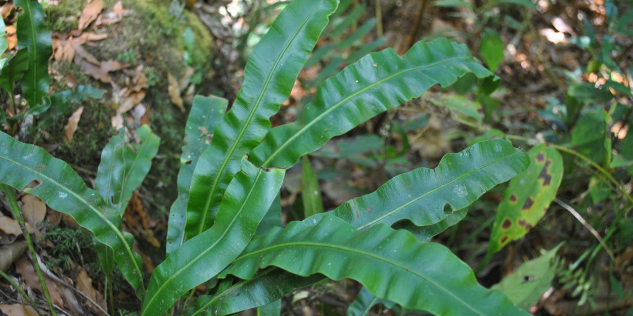 Elaphoglossum sartorii