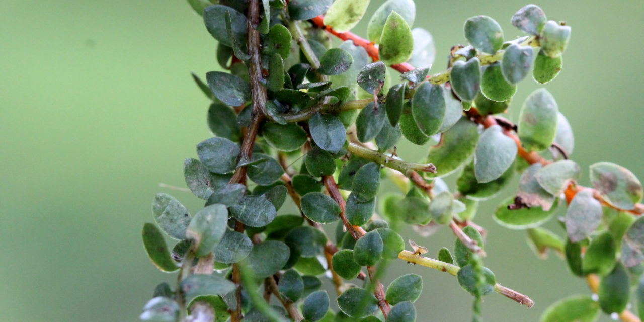 Phlegmariurus callitrichifolius