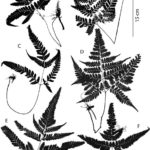 Key to Neotropical Species of Triplophyllum