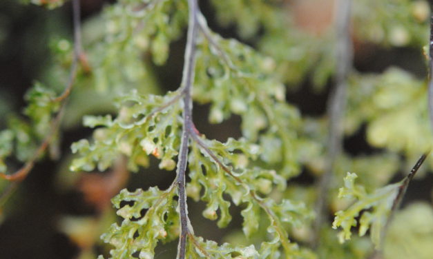 Hymenophyllum fendlerianum