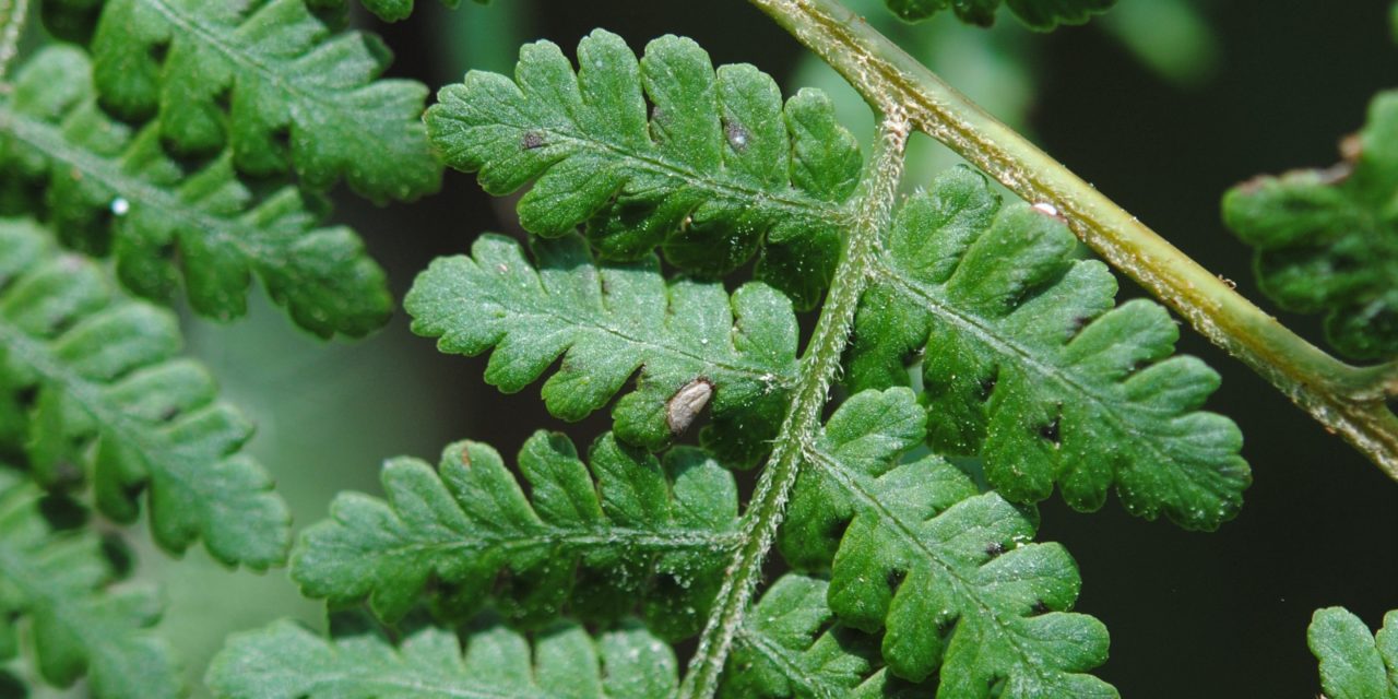 Hypolepis blepharochlaena