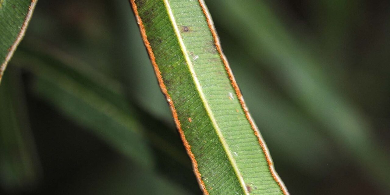 Pteris cretica