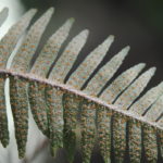 Pleopeltis furfuracea