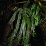 Selaginella bombycina