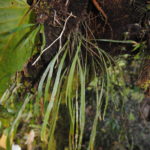 Elaphoglossum caricifolium