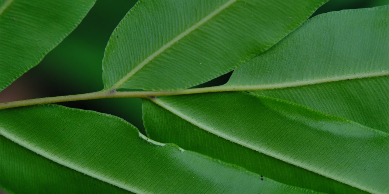 Pteris grandifolia