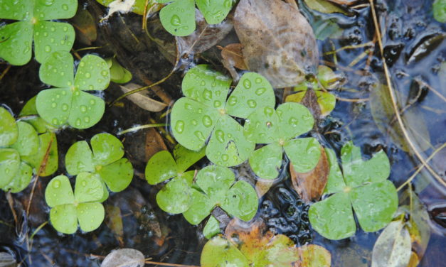 Marsilea polycarpa