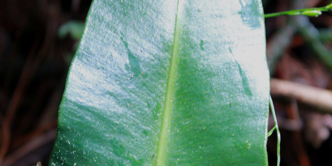 Elaphoglossum guatemalense