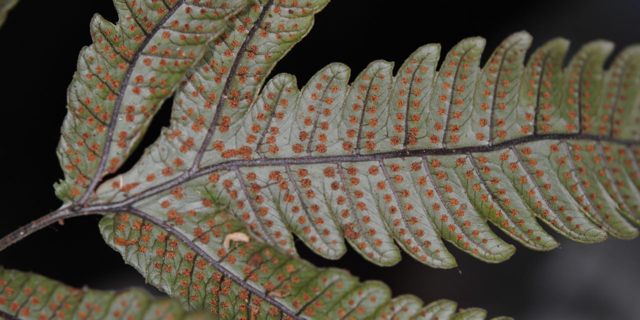 Pronephrium pentaphyllum