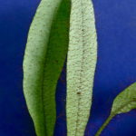 Elaphoglossum atrobarbatum