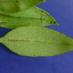 Elaphoglossum correae