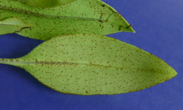 Elaphoglossum correae