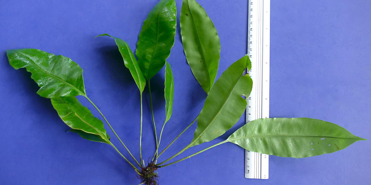Elaphoglossum sp.