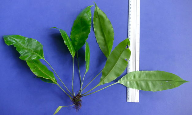 Elaphoglossum sp.