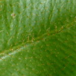 Elaphoglossum boragineum
