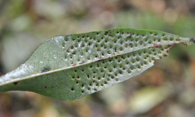 Dendroconche kingii