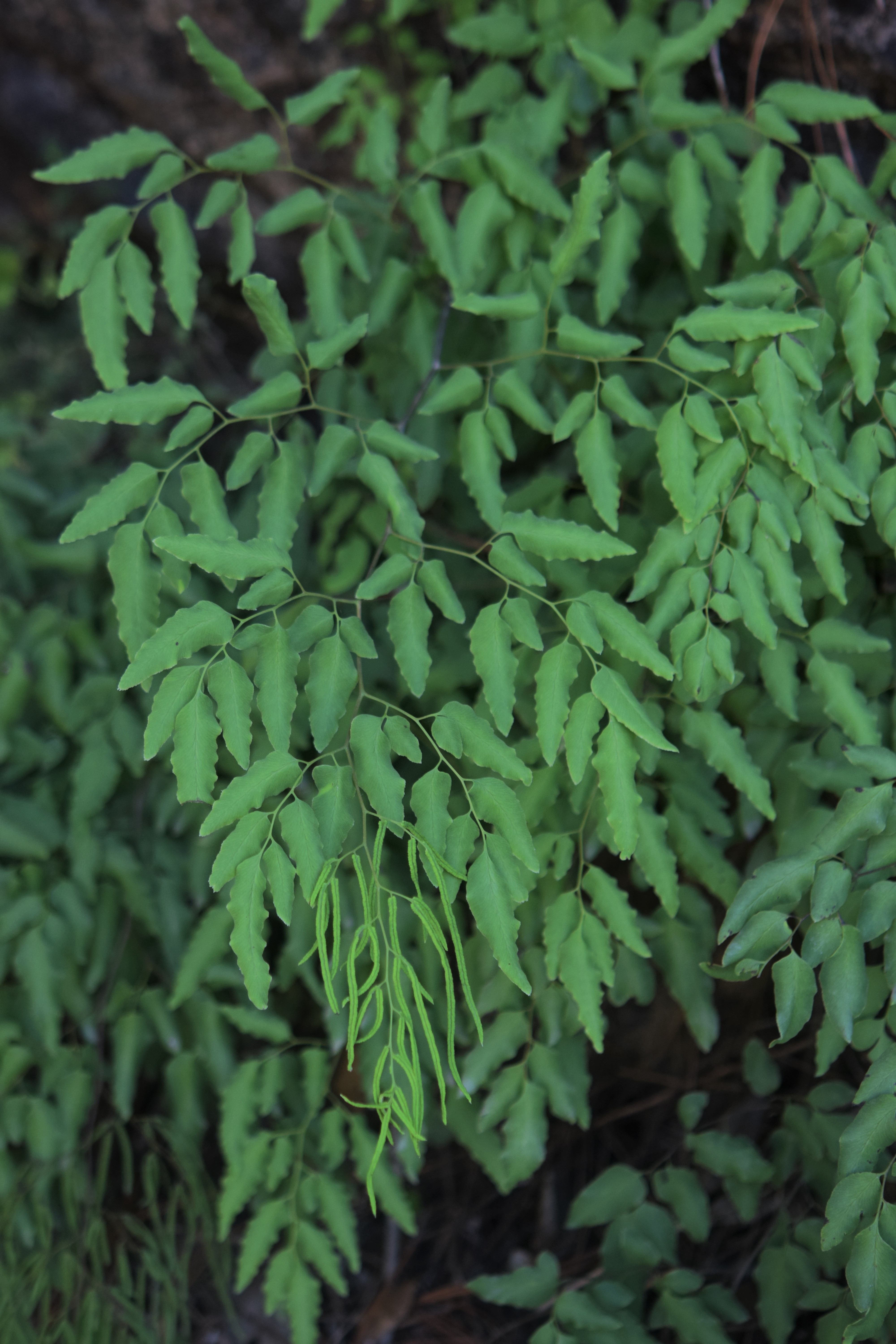 Llavea cordifolia