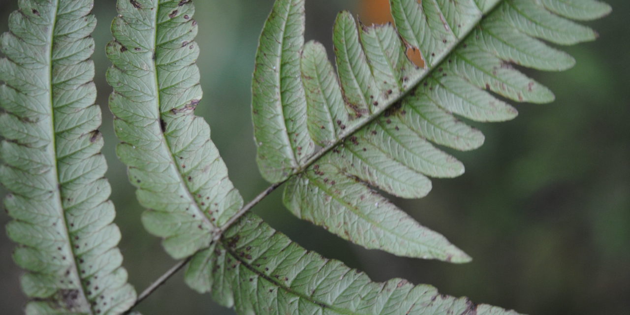 Pneumatopteris subappendiculata, vel. aff.
