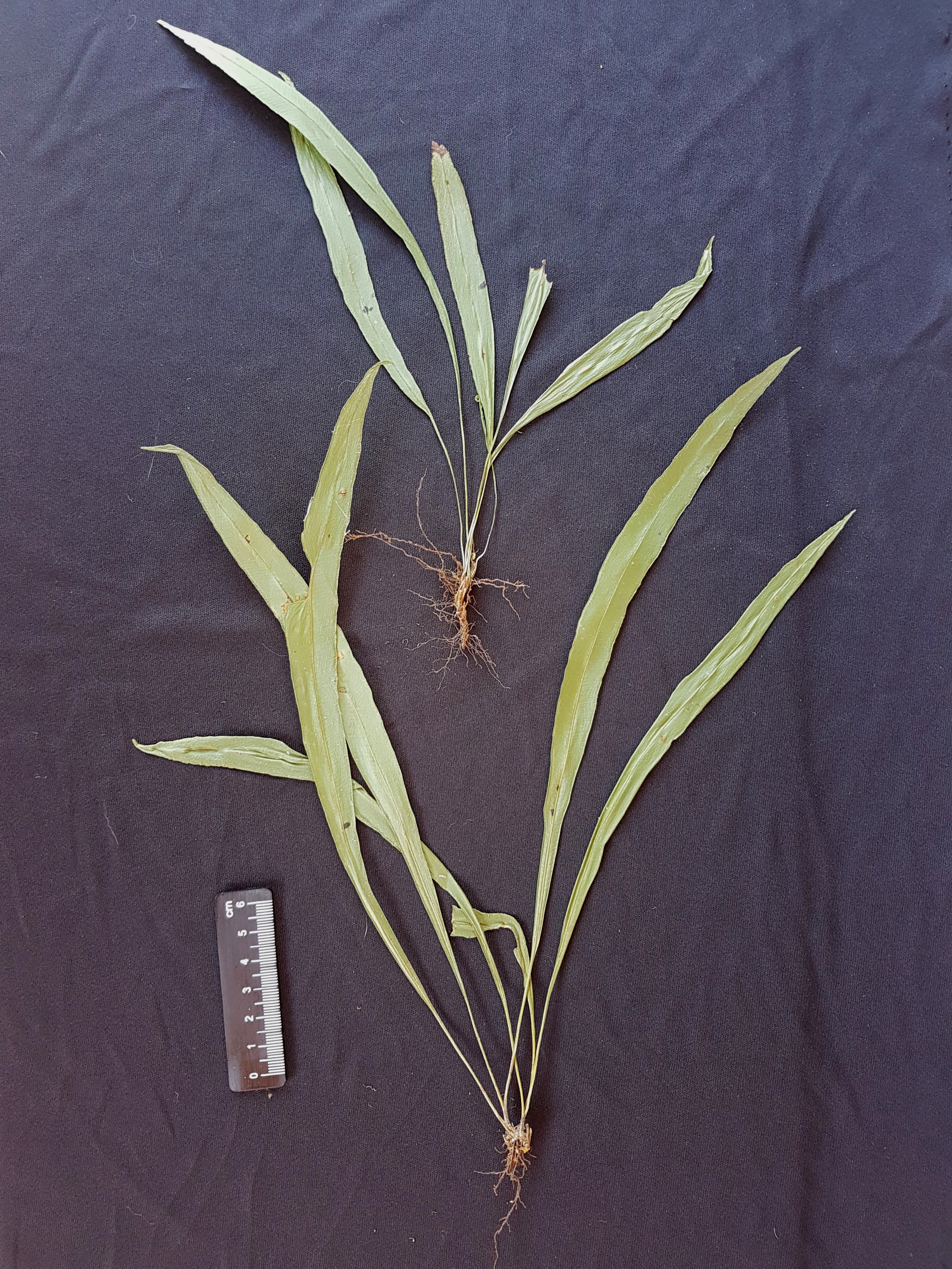 Elaphoglossum papillosum | Ferns and Lycophytes of the World