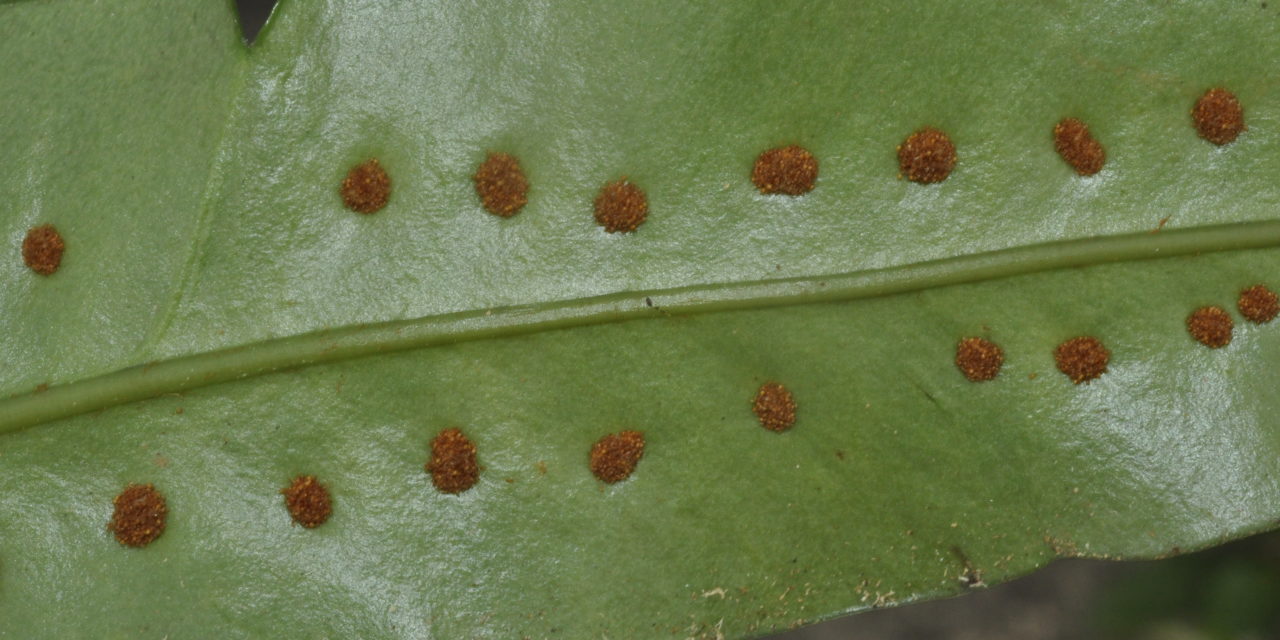Microgramma megalophylla