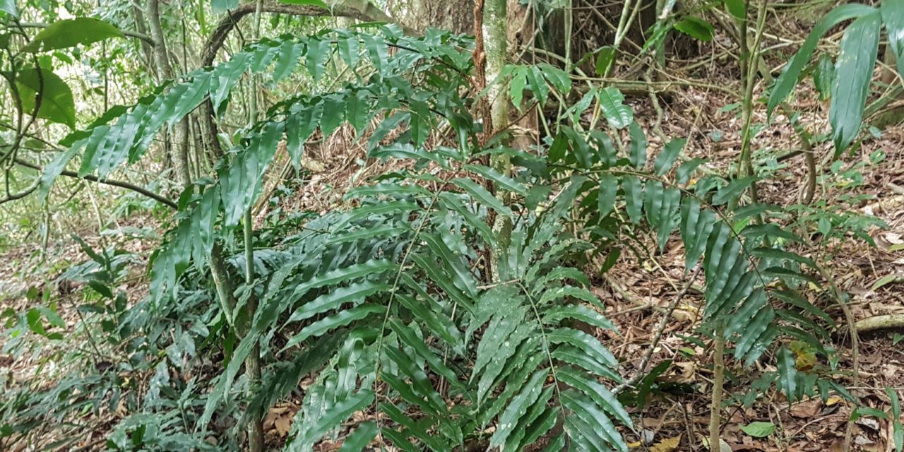 Lomariopsis marginata