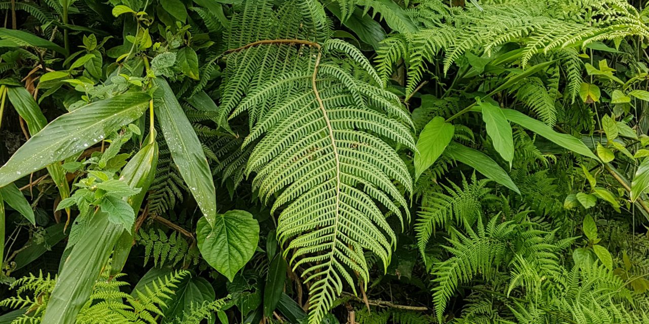 Ctenitis anniesii