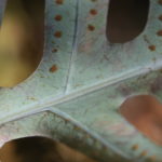 Phlebodium araneosum