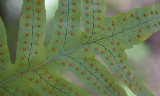 Polypodium arcanum var. bakeri