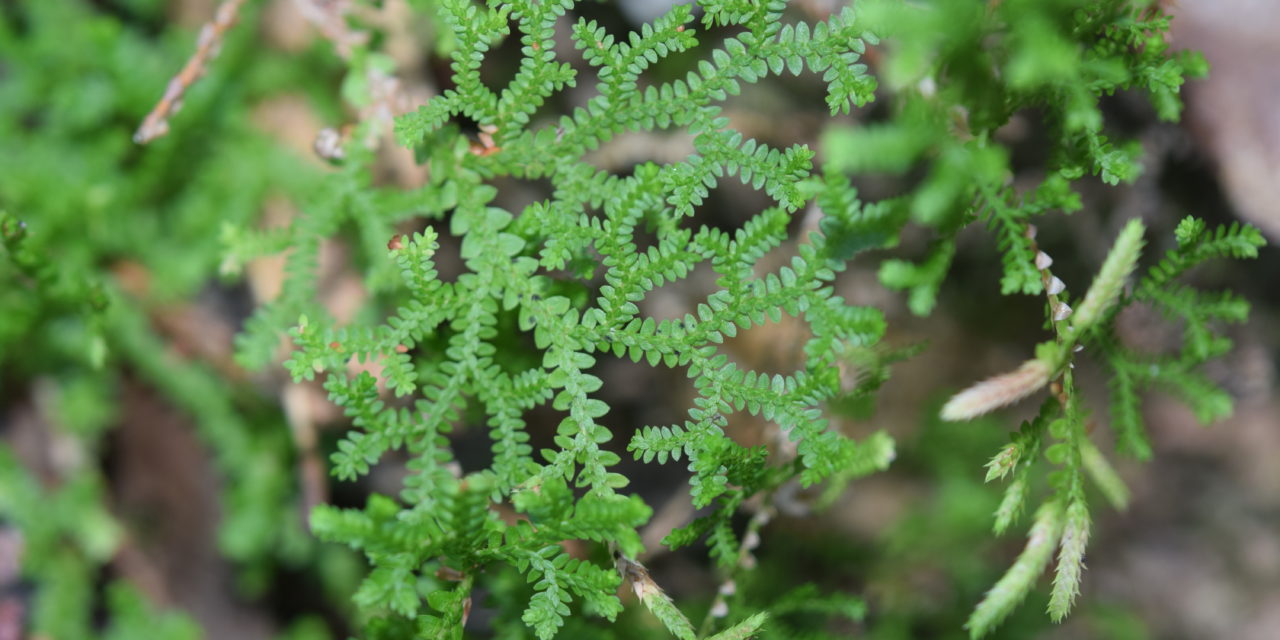 Selaginella delicatissima