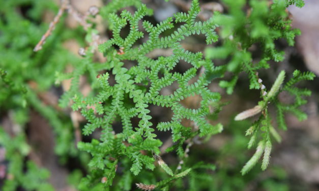 Selaginella delicatissima